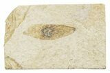 Fossil Winged Seed (Ailanthus) - Wyoming #245162-1